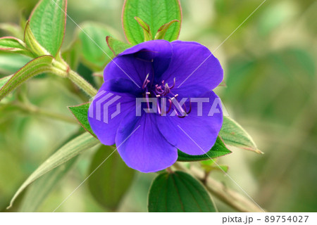 シコンノボタン 89754027