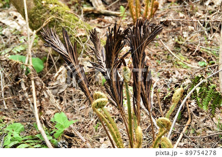 イヌガンソク イヌガンソク 89754278