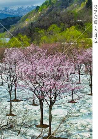 大井沢　大山桜 89754361