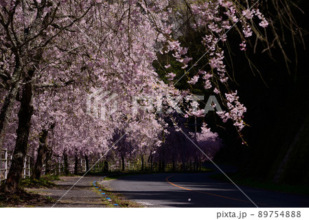 八木山川の枝垂れ桜 八木山川の枝垂れ桜 89754888
