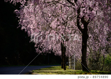 八木山川の枝垂れ桜 八木山川の枝垂れ桜 89754890