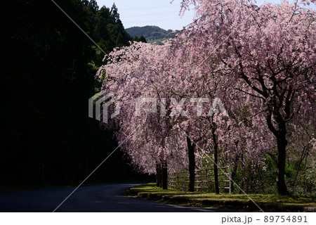 八木山川の枝垂れ桜 八木山川の枝垂れ桜 89754891