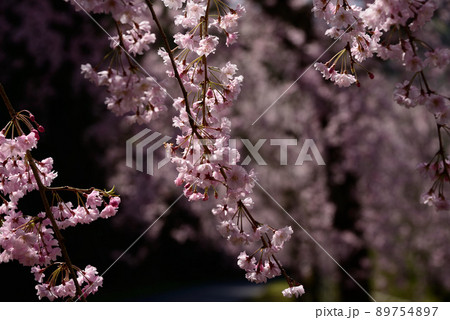 八木山川の枝垂れ桜 八木山川の枝垂れ桜 89754897