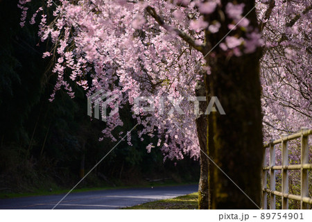 八木山川の枝垂れ桜 八木山川の枝垂れ桜 89754901