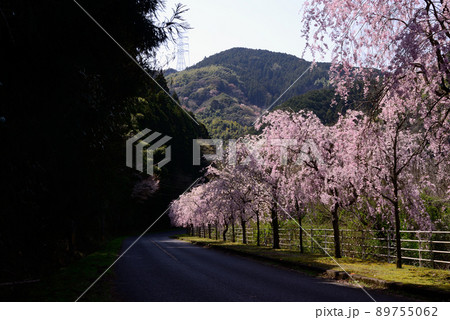 八木山川の枝垂れ桜 八木山川の枝垂れ桜 89755062