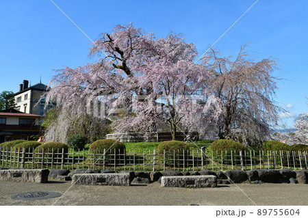 祇園枝垂れ 89755604