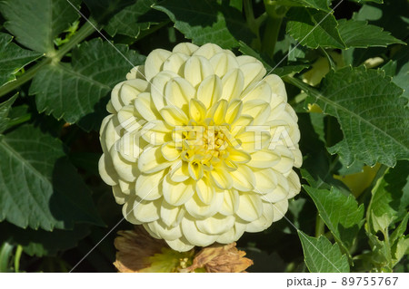 花 フラワー お花 89755767
