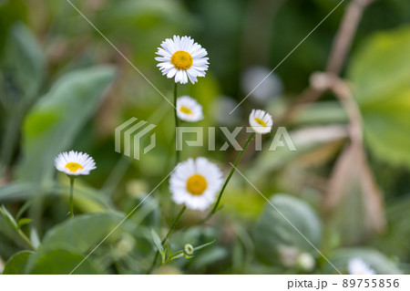 エリロゲンの花 エリロゲンの花 89755856