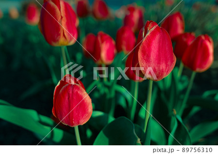 Many red tulips grow in flower bed. Close-up of flowers in nature. Background. Many red tulips grow in flower bed. Close-up of flowers in nature. Background. 89756310