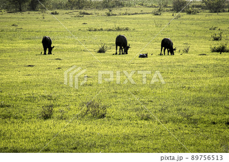 Black buffalos feeding in green paddy field Thailand. Animal in rice farm for productive harvest traditional culture rural area. Black buffalos feeding in green paddy field Thailand. Animal in rice farm for productive harvest traditional culture rural area. 89756513