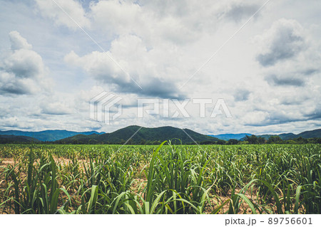 Panorama scene of agriculture farm.  Farming Business. Sugar farm field with mountain on background. Rainy cloud over field. Small sugar cane farm with mountain 89756601