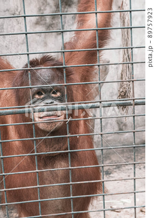 a monkey feeling loneliness and sadness behind jail. the eyes of a monkey as a result of being placed in a cage in the zoo a monkey feeling loneliness and sadness behind jail. the eyes of a monkey as a result of being placed in a cage in the zoo 89757923