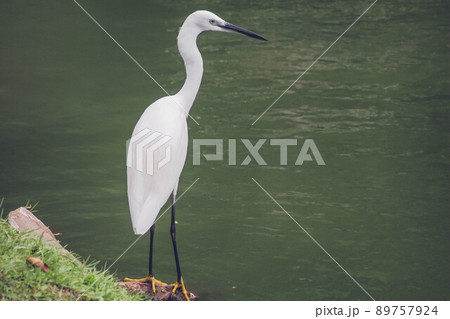 Portrait of A white heron bird stands white black long leg next the pond. Portrait of A white heron bird stands white black long leg next the pond. 89757924