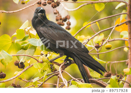 Carrion crow on branch with spring nature animal brid wildlife background. Carrion crow on branch with spring nature animal brid wildlife background. 89757928