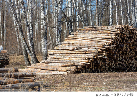 Logging timber, sawlog. Stack of pine logs lying on the ground in a mixed forest in spring, selected focus. 89757949