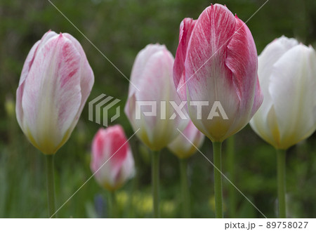 white purple tulips on green grass natural background, close up, copy space, greeting card, postcard, banner, cover, mockup, for your design. Gardening, agriculture, horizontal white purple tulips on green grass natural background, close up, copy space, greeting card, postcard, banner, cover, mockup, for your design. Gardening, agriculture, horizontal 89758027