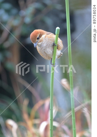 モズ　メス 89758034