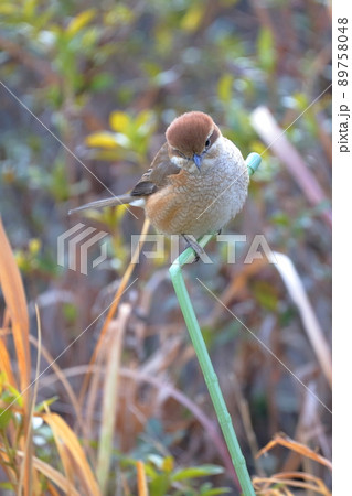 モズ メス モズ メス 89758048