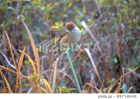 モズ メス モズ メス 89758049