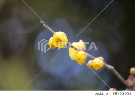 甘い香りを漂わせる花（ロウバイの花） 89758052