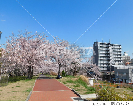 桜が満開の淀川河川公園長柄河畔地区(大阪市北区で2022年4月撮影) 89758233