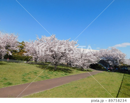 桜が満開の淀川河川公園長柄河畔地区(大阪市北区で2022年4月撮影) 桜が満開の淀川河川公園長柄河畔地区(大阪市北区で2022年4月撮影) 89758234