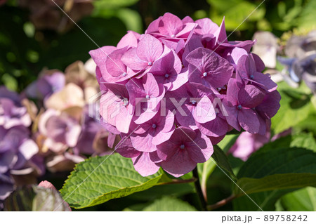 Penny mac, Hydrangea macrophylla 89758242