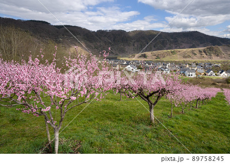 Springtime in Moselle region, Germany 89758245
