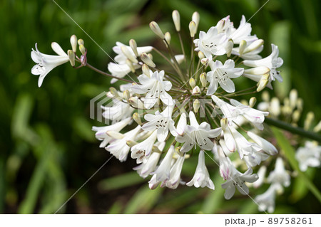 Agapanthus, Agapanthus 89758261