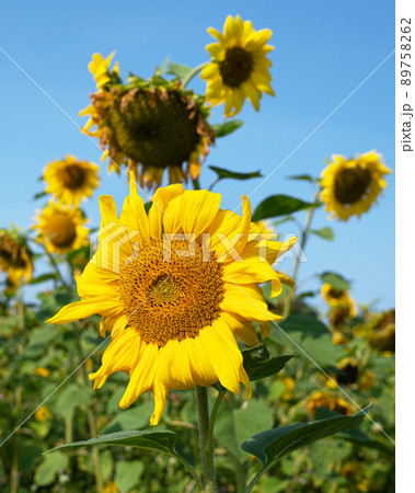 Sunflower, Helianthus annuus 89758262