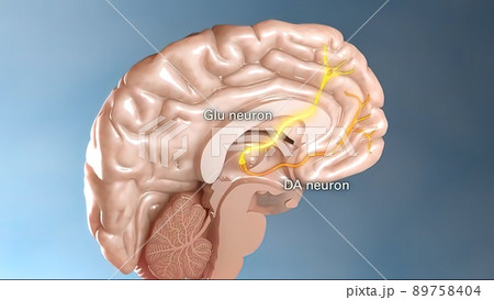 Internal structure of the brain neuron system 89758404