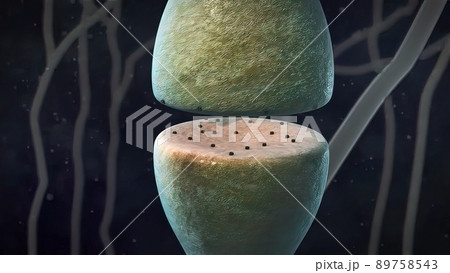Synaptic transmission, human nervous system Synaptic transmission, human nervous system 89758543