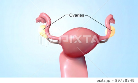 Female reproductive organ, sperm entering the canal Female reproductive organ, sperm entering the canal 89758549