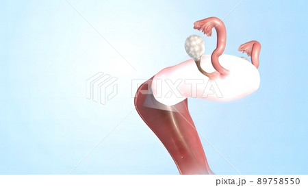 Female Reproductive System 3d Anatomy Female Reproductive System 3d Anatomy 89758550