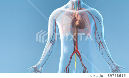 Transparent male model capillary blood flow on blue back ground 89758616