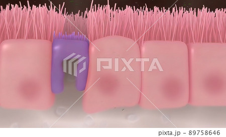 Intestinal villi with bacteria and viruses. 89758646