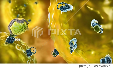 Genetic Variation in ABCG1 and Risk of Myocardial Infarction and Ischemic Heart 89758657