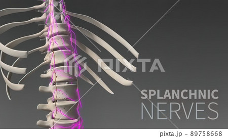 3D illustration Showing The Human Nervous System 89758668