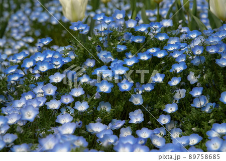 ネモフィラ　メンジェシー 89758685