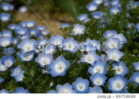 ネモフィラ　メンジェシー 89758688