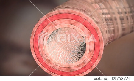 Bronchi are plural for bronchus and represent the passageways leading into the lungs. Bronchi are plural for bronchus and represent the passageways leading into the lungs. 89758726