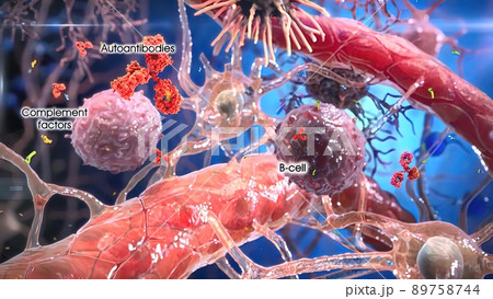 T helper cells interact on the surface of immune cells T helper cells interact on the surface of immune cells 89758744