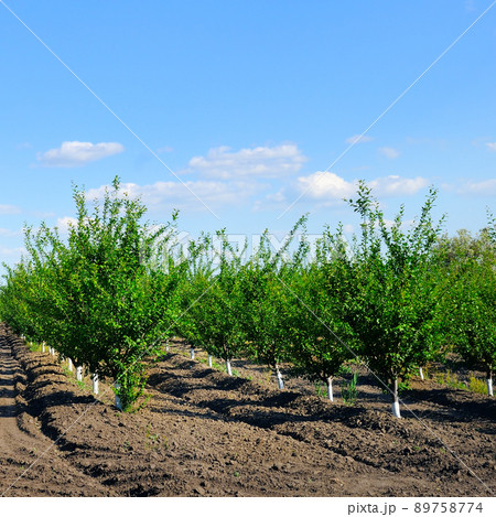Young fruit cherry orchard. Spring landscape. 89758774