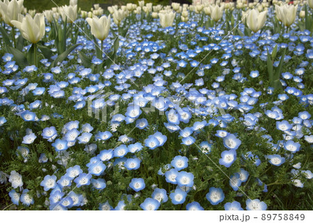 ネモフィラ チューリップ ネモフィラ チューリップ 89758849