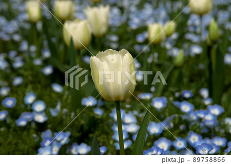 ネモフィラ　チューリップ 89758866