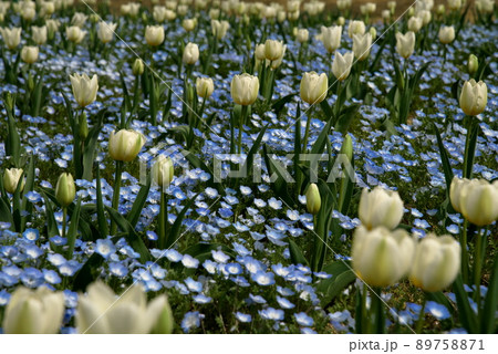 ネモフィラ　チューリップ 89758871