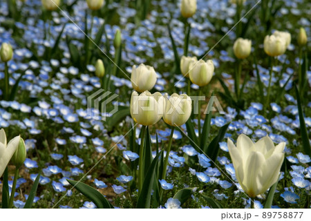 ネモフィラ　チューリップ 89758877