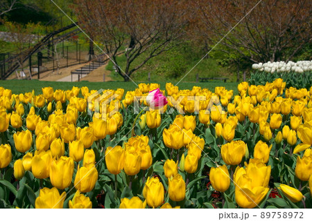 ピンクと黄色のチューリップ 89758972