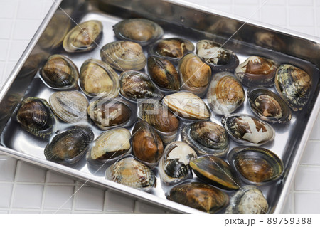 梶島産アサリ 89759388