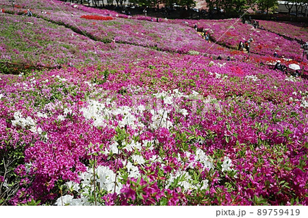 花 花畑 風景 89759419